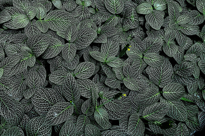 pom