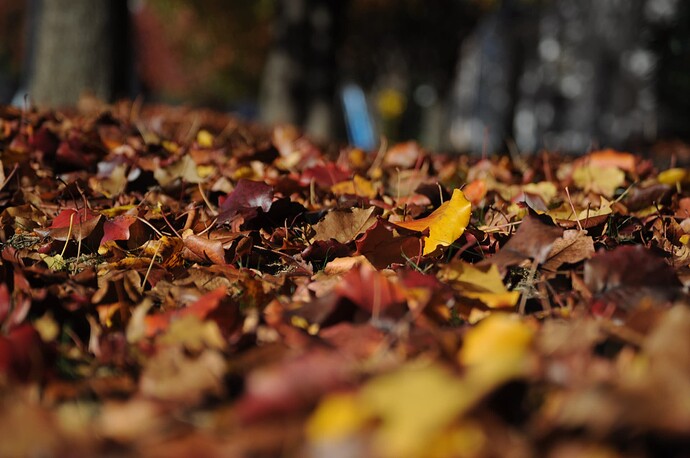 tree-nature-forest-branch-plant-sunlight-1131657-pxhere.com